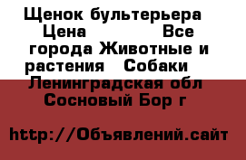 Щенок бультерьера › Цена ­ 35 000 - Все города Животные и растения » Собаки   . Ленинградская обл.,Сосновый Бор г.